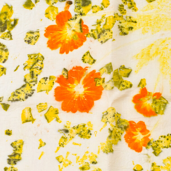 detail of orange sufler cosmos image and black-flecked yellow marigold petals eco-printed onto white background