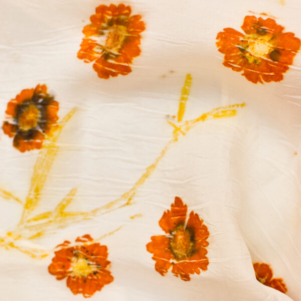 detail of orange coreopsis flowers and orange stem on white background