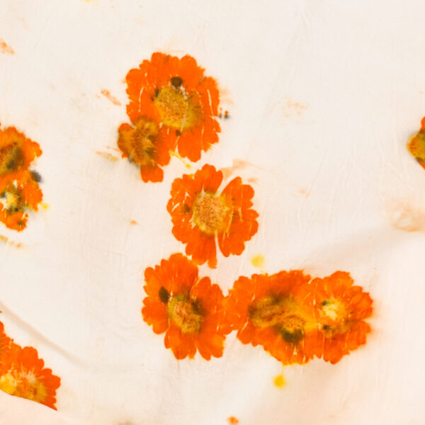 detail of coreopiss flowers eco-printed onto silk scarf. orange with yellow middles